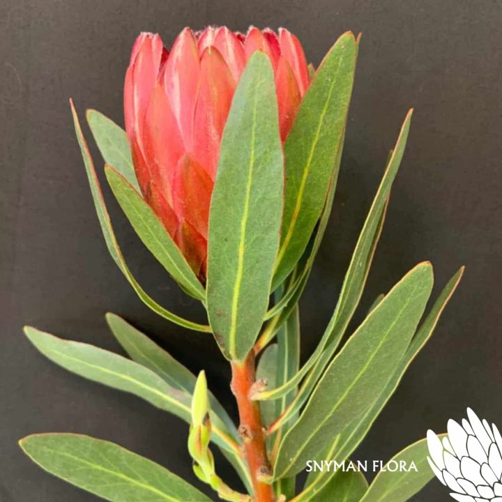Protea Lancelot