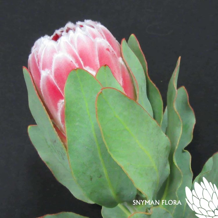 Protea Lady Di