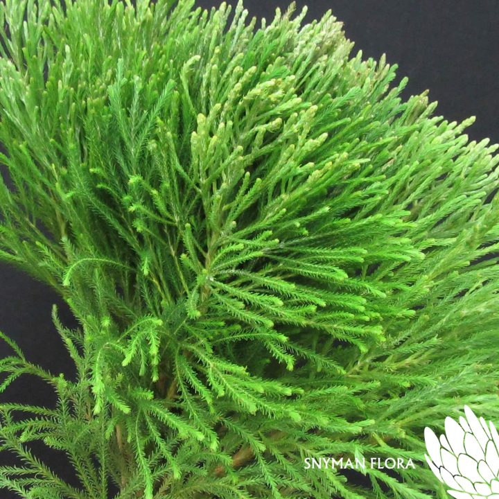 Berzelia Lanuginosa Young