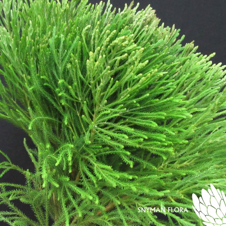 Berzelia Lanuginosa Young