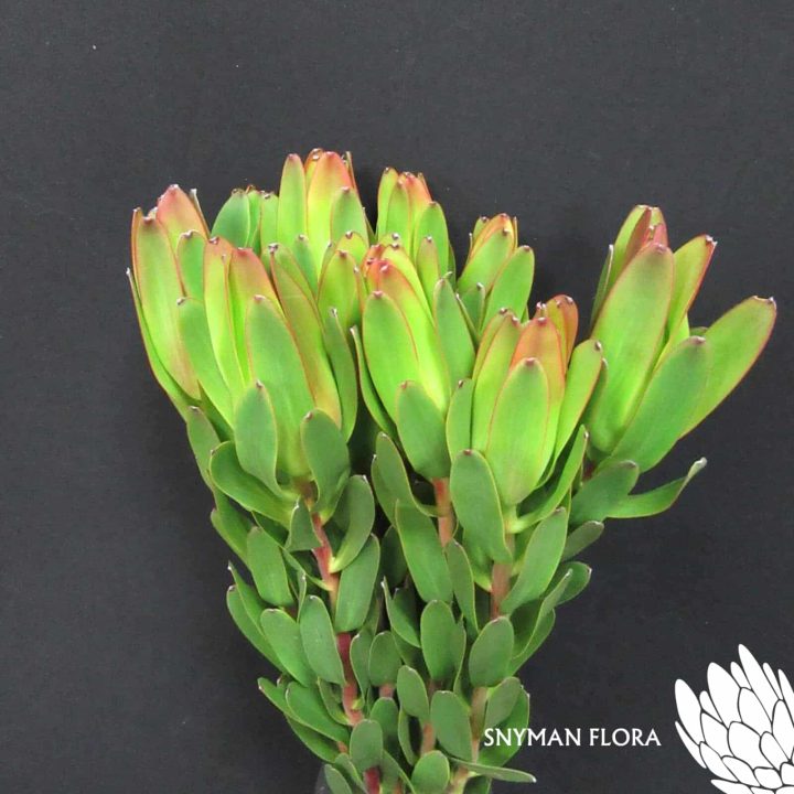 Leucadendron Laurel Yellow