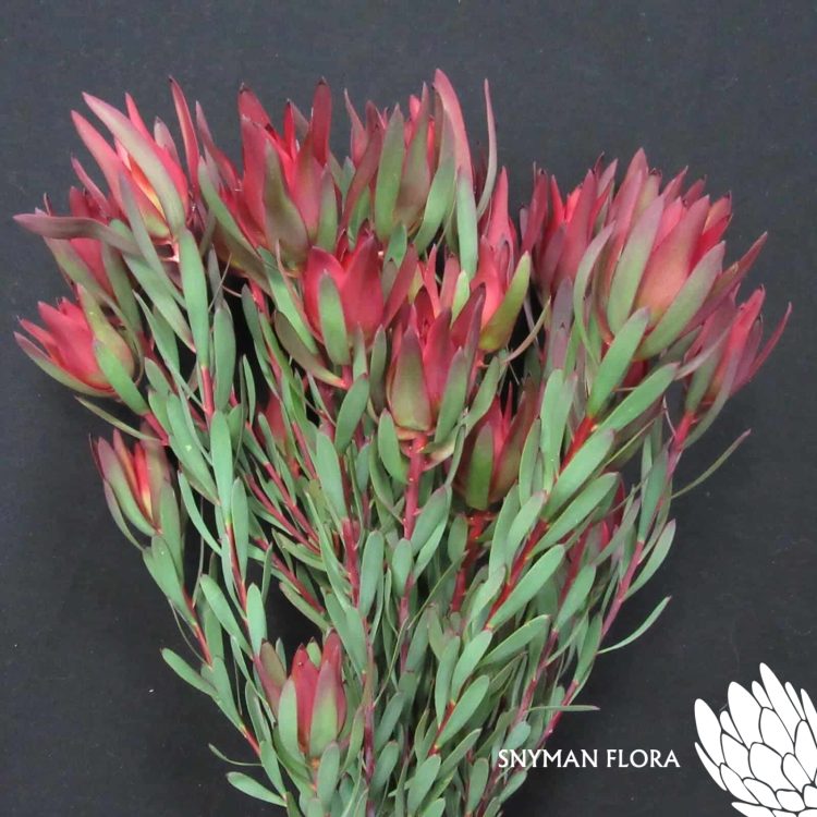 Leucadendron-Blush-Spray_1