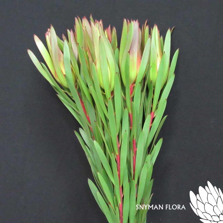 Leucadendron Inca Gold