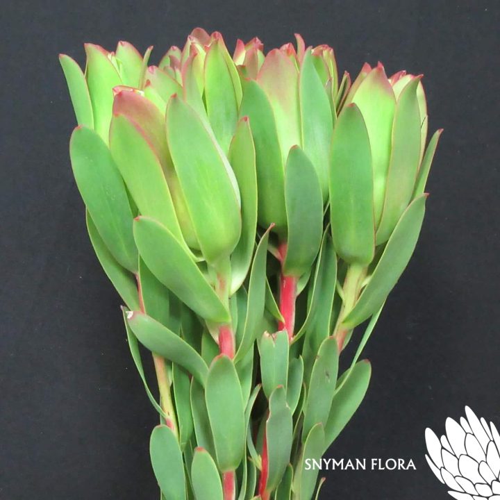 Leucadendron Mountain Rose