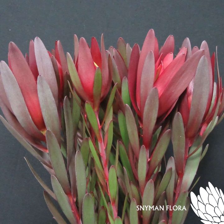 Leucadendron Red Gem