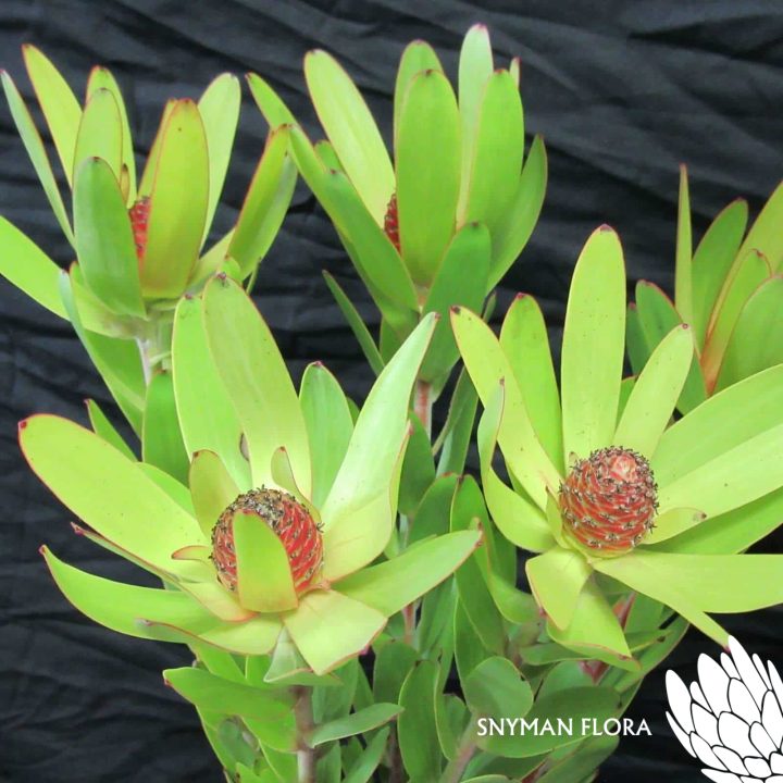 LeucadendronRosette1