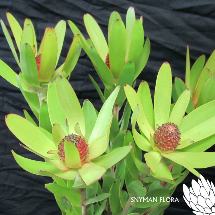 LeucadendronRosette1