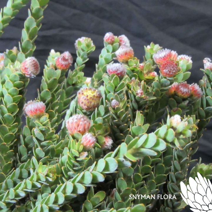 LeucospermumBuxifolia
