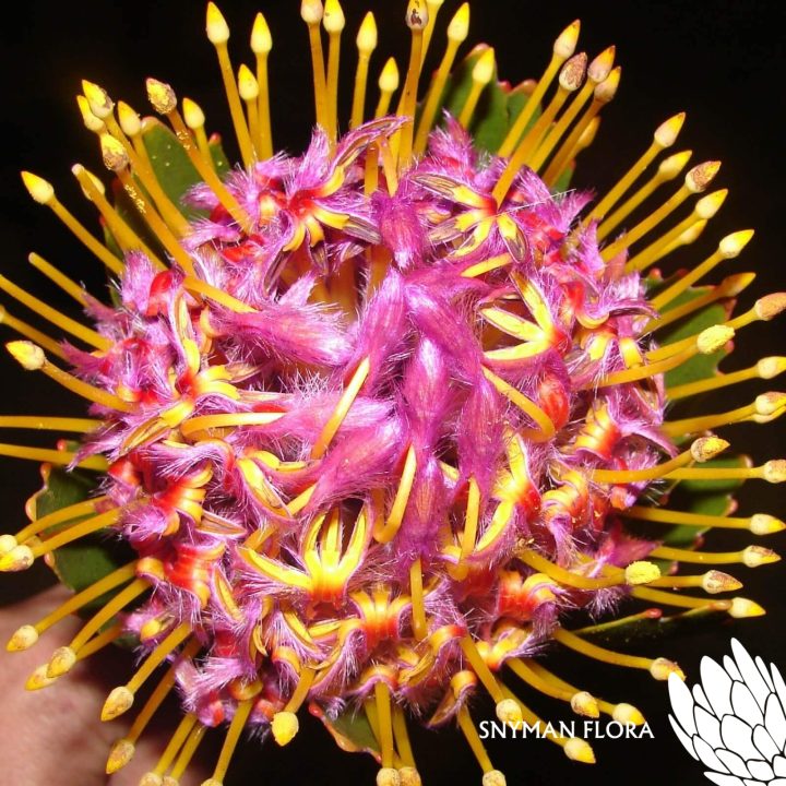 LeucospermumVeldfirePurple