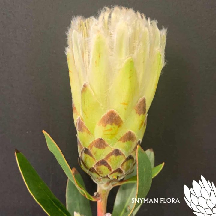 Protea Mundii White