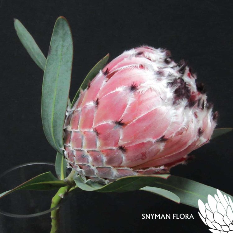 Protea May Day