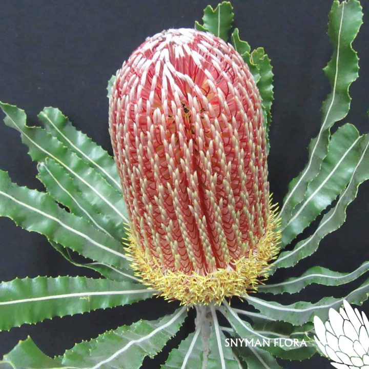 Banksia Menziesii