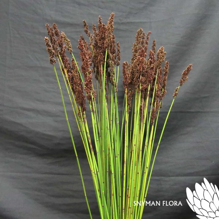 MustardSeedReed2