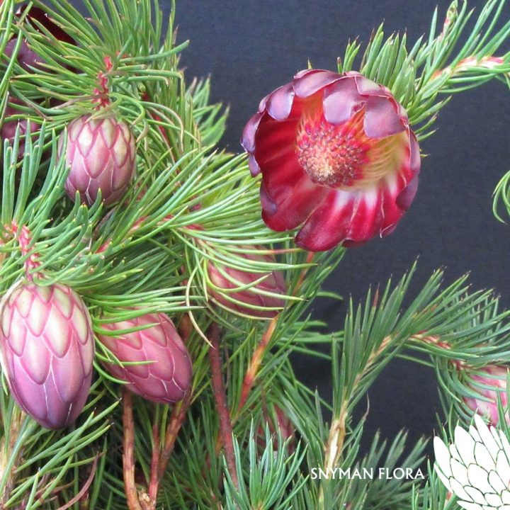 Protea Nana