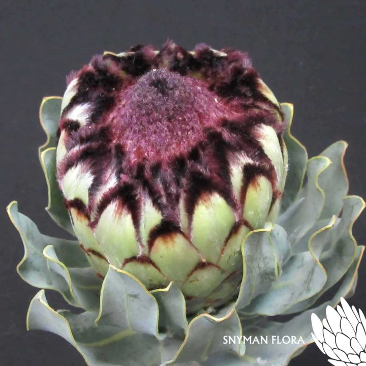 Protea Niobe