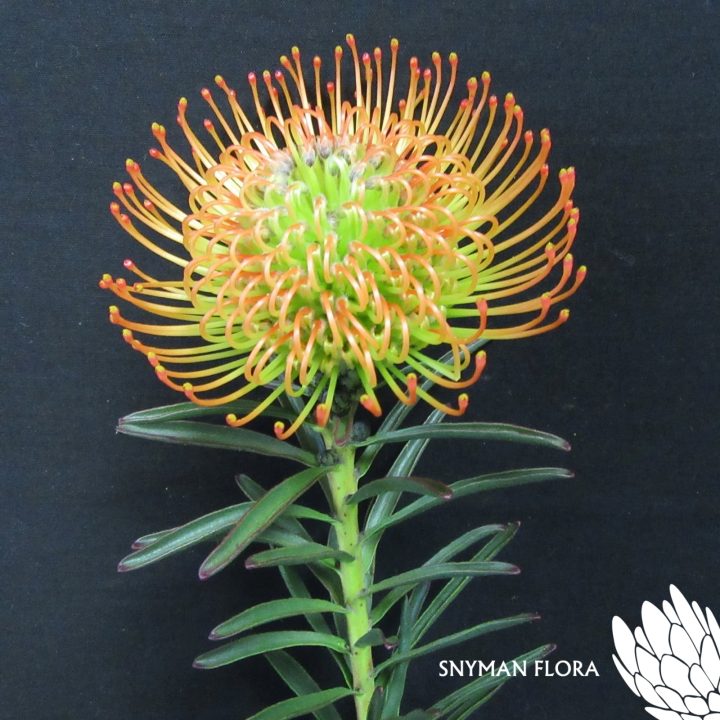 Leucospermum Orange Sunset – Website Images-5