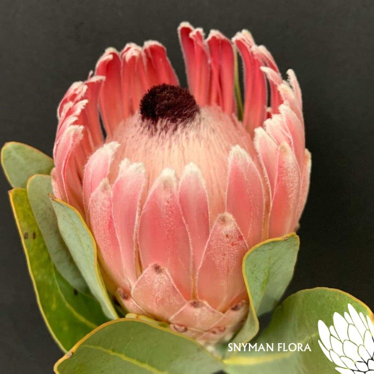 Protea Pink Lady