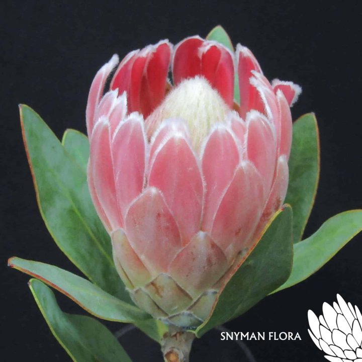Protea Penny Pink