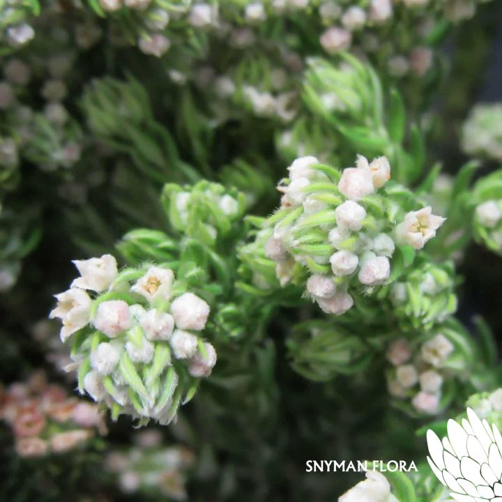 PhylicaRock2