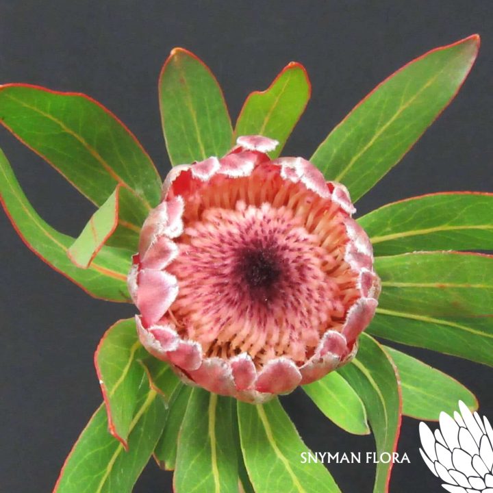 Protea Pink Ice