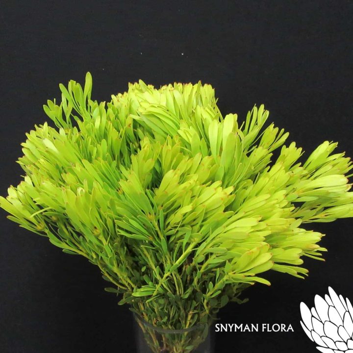 Leucadendron Platyspermum