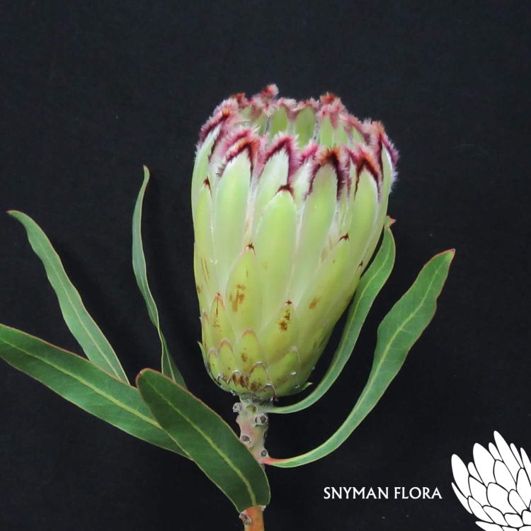 Protea Limelight