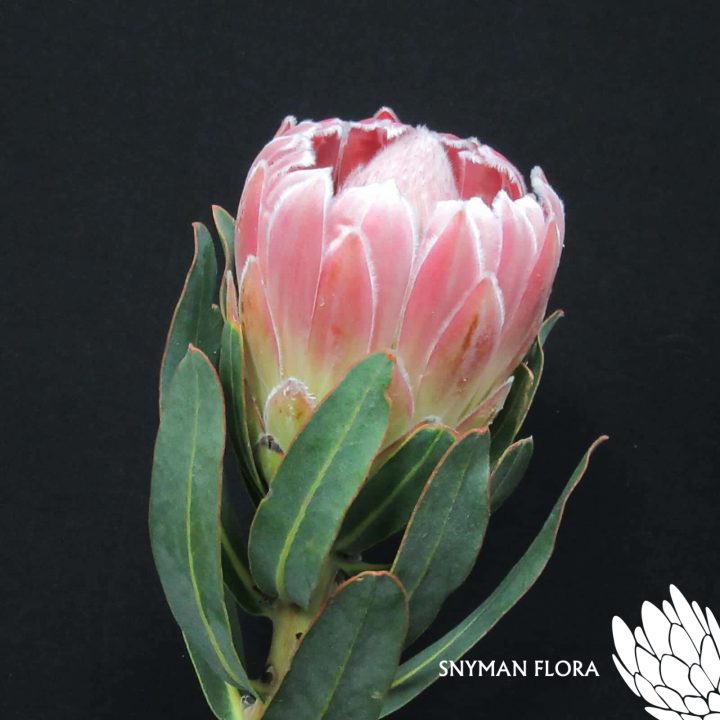 Protea Mothers Day