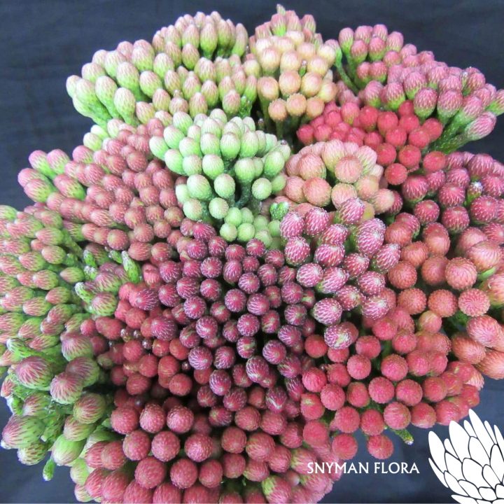 RedBrunia1