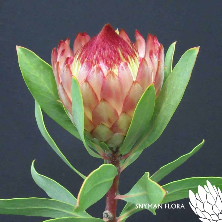Protea Robyn