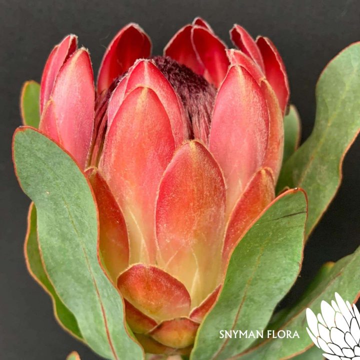Protea Sharon
