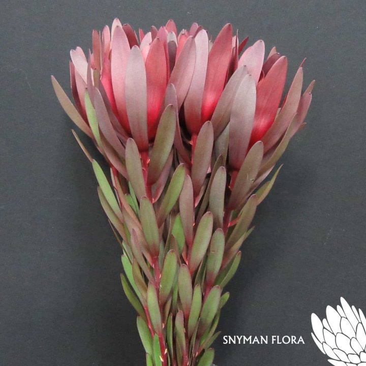 Leucadendron Safari Sunset