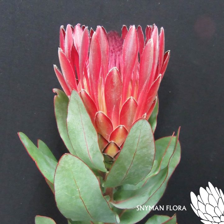 Protea Sharonet