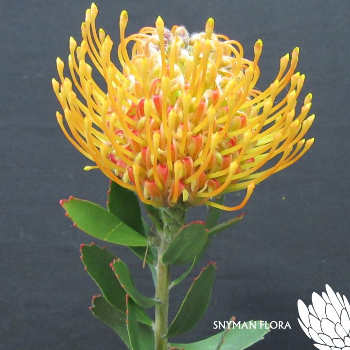 Leucospermum Soleil