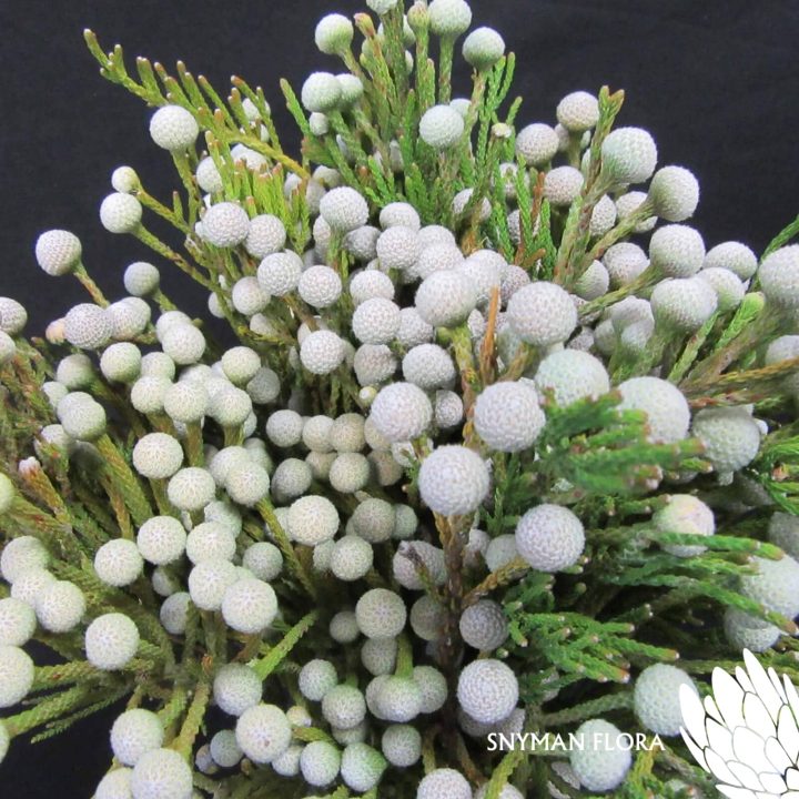 Spray Brunia