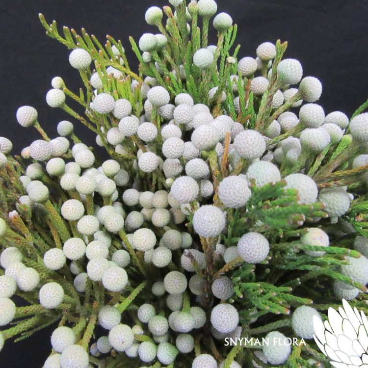 Spray Brunia