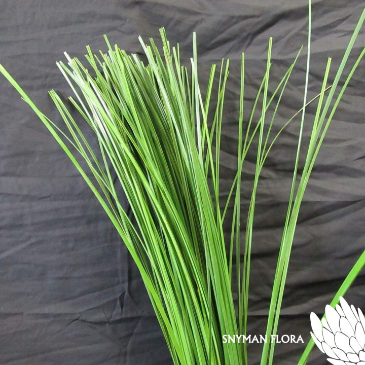 SteppenGrass