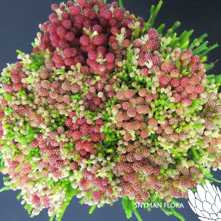 Strawberry Berzelia 1