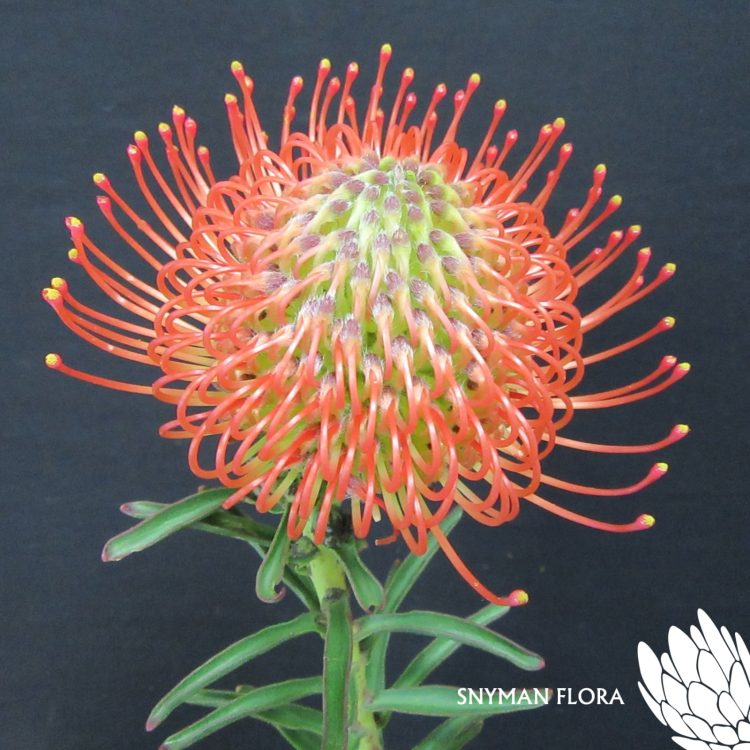Leucospermum Succession