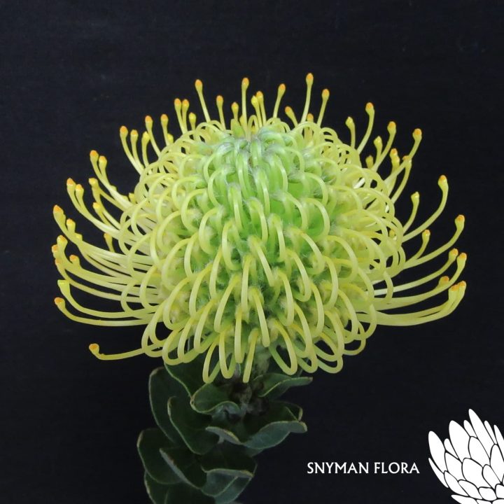 Leucospermum Super Gold – Website Images-5