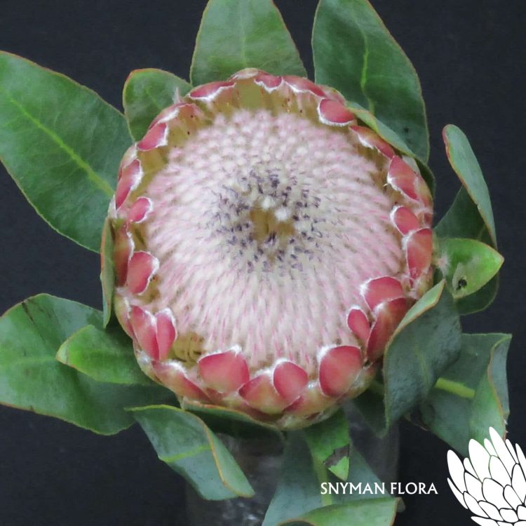 Protea Susara
