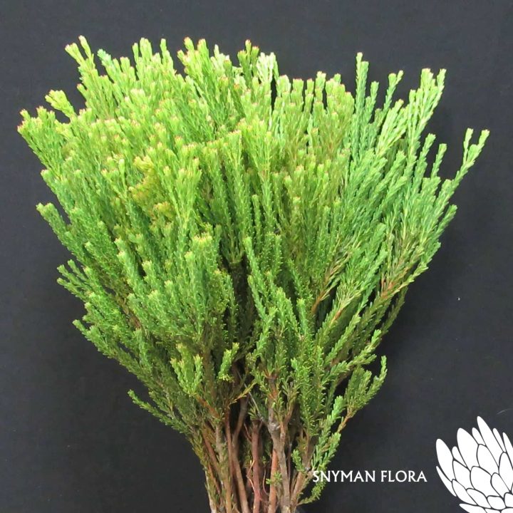 Tortum Male