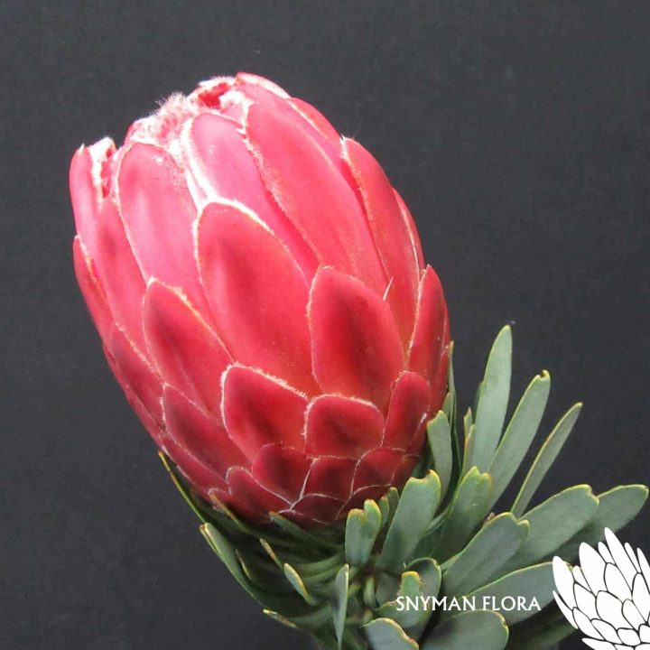 Protea Venus