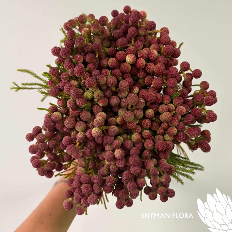 south-africa-protea-export-Berzelia Lanuginosa Peanut.1
