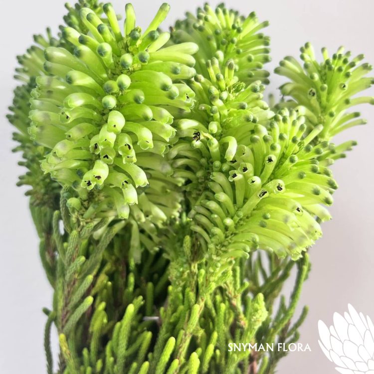 south-africa-protea-export-Erica Sessiliflora