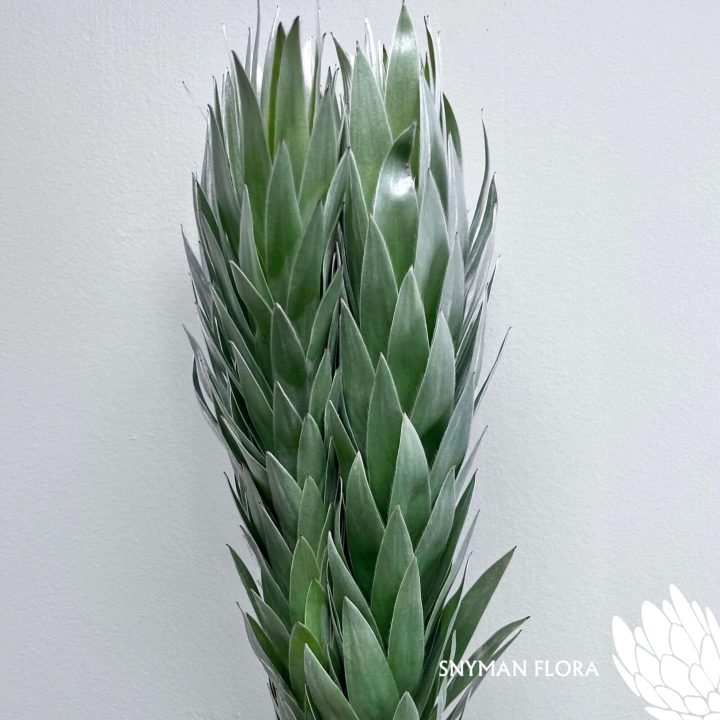 south-africa-protea-export-Leucadendron Argenteum