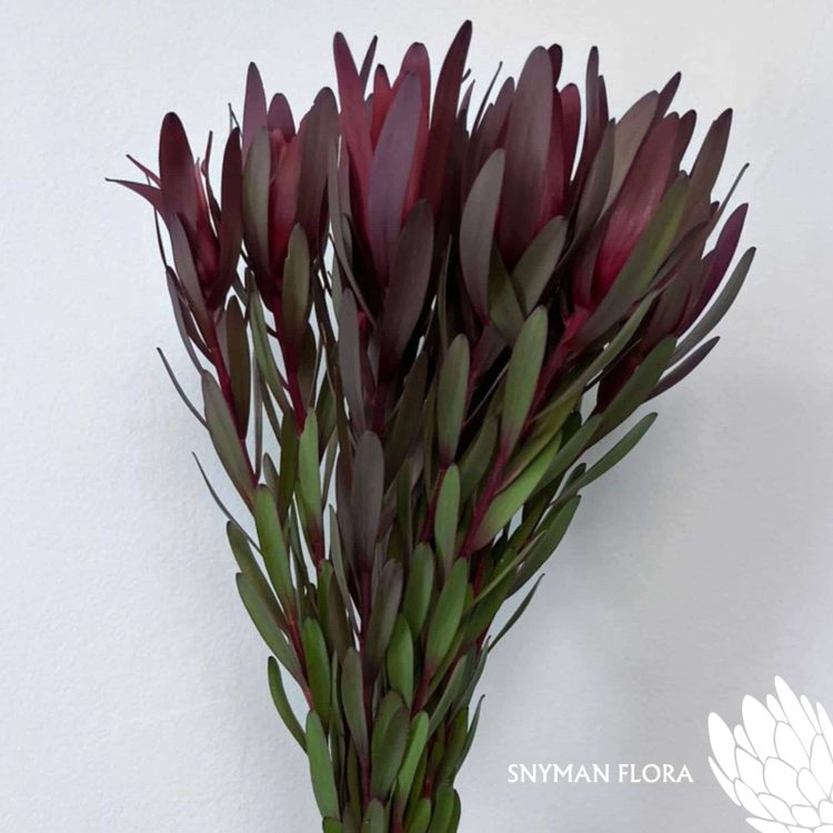 south-africa-protea-export-Leucadendron Magenta Sunset Single.3