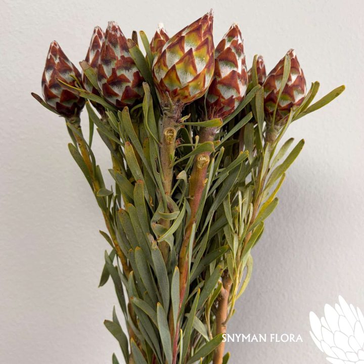 south-africa-protea-export-Leucadendron Plumosum Female