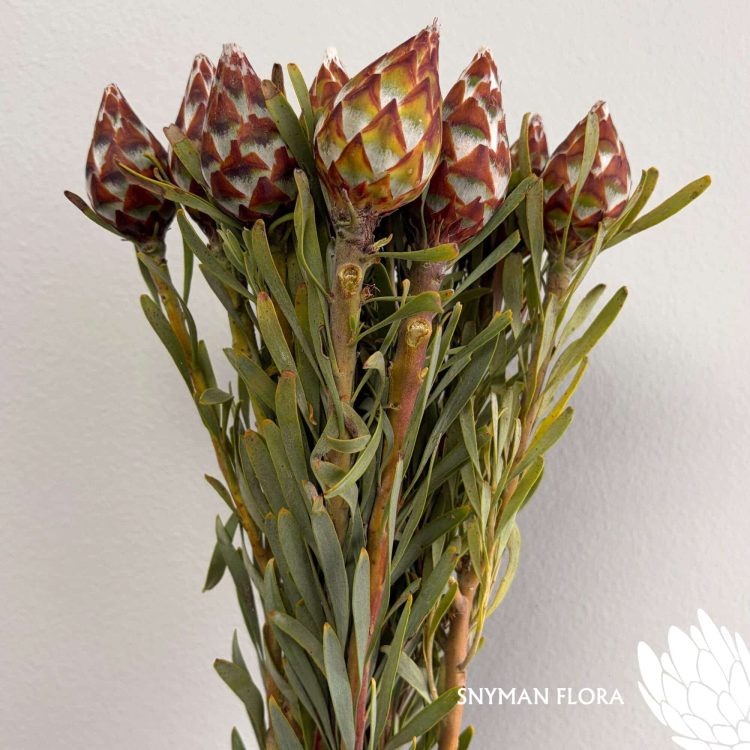 south-africa-protea-export-Leucadendron Plumosum Female