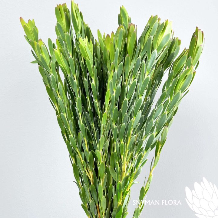 south-africa-protea-export-Leucadendron Procerum Single