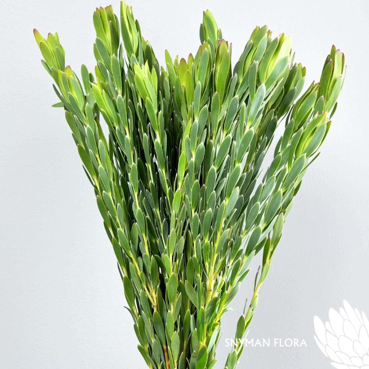 south-africa-protea-export-Leucadendron Procerum Single